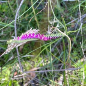 Spiranthes australis at Gibraltar Pines - 10 Feb 2024