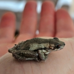 Litoria quiritatus (Screaming Tree Frog) at QPRC LGA - 1 Mar 2024 by MatthewFrawley