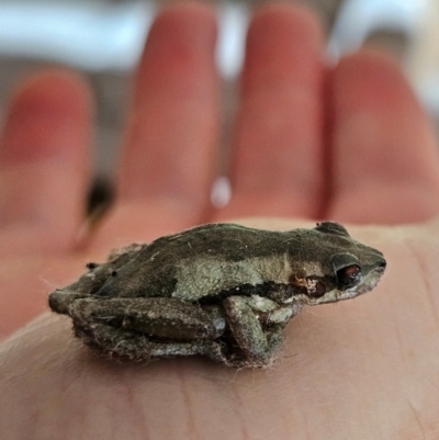 Litoria quiritatus (Screaming Tree Frog) at QPRC LGA - 2 Mar 2024 by MatthewFrawley