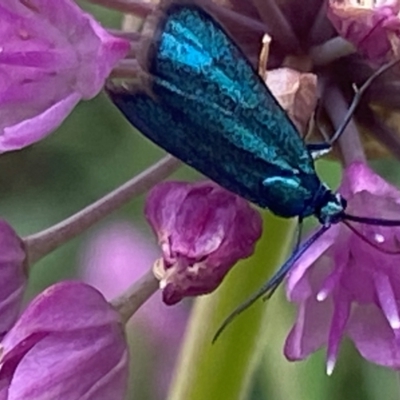 Pollanisus (genus) (A Forester Moth) at Bellmount Forest, NSW - 2 Mar 2024 by Trillian