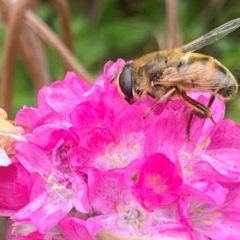 Eristalis tenax (Drone fly) at Bellmount Forest, NSW - 2 Mar 2024 by Trillian