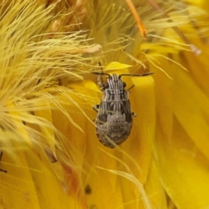 Nysius sp. (genus) at Dawson Street Gardens - 2 Mar 2024