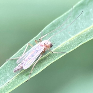 Chironomidae (family) at Dawson Street Gardens - 2 Mar 2024