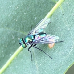 Dolichopodidae (family) (Unidentified Long-legged fly) at Dawson Street Gardens - 2 Mar 2024 by Hejor1