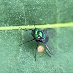 Dolichopodidae (family) at Dawson Street Gardens - 2 Mar 2024