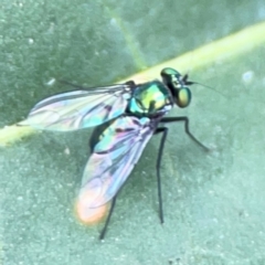 Dolichopodidae (family) at Dawson Street Gardens - 2 Mar 2024