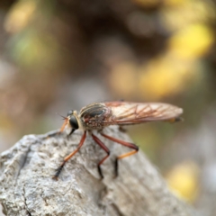 Colepia rufiventris (Robber fly) at Dawson Street Gardens - 2 Mar 2024 by Hejor1