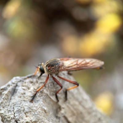 Colepia rufiventris (Robber fly) at Dawson Street Gardens - 2 Mar 2024 by Hejor1