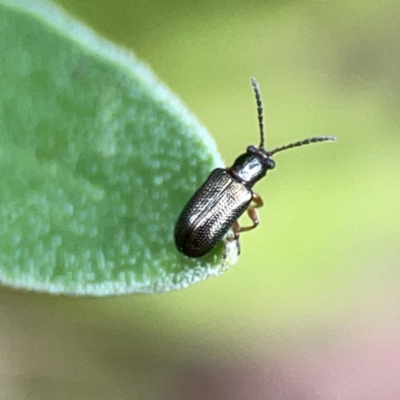 Chrysomelidae sp. (family) (Unidentified Leaf Beetle) at Dawson Street Gardens - 2 Mar 2024 by Hejor1