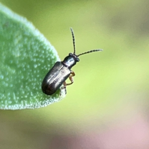 Chrysomelidae sp. (family) at Dawson Street Gardens - 2 Mar 2024