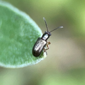 Chrysomelidae sp. (family) at Dawson Street Gardens - 2 Mar 2024