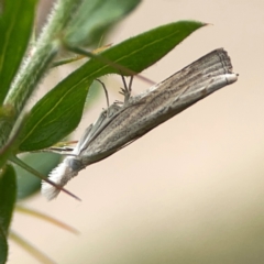 Culladia cuneiferellus (Crambinae moth) at Dawson Street Gardens - 2 Mar 2024 by Hejor1