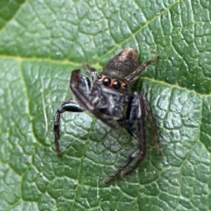 Opisthoncus sp. (genus) at Dawson Street Gardens - 2 Mar 2024