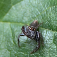 Opisthoncus sp. (genus) at Dawson Street Gardens - 2 Mar 2024