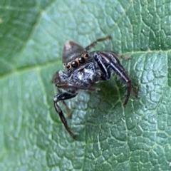 Opisthoncus sp. (genus) at Dawson Street Gardens - 2 Mar 2024