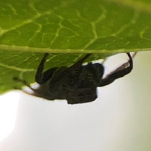 Opisthoncus sp. (genus) at Dawson Street Gardens - 2 Mar 2024