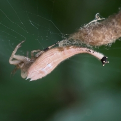 Arachnura higginsi (Scorpion-tailed Spider) at Dawson Street Gardens - 2 Mar 2024 by Hejor1