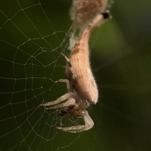 Arachnura higginsi at Dawson Street Gardens - 2 Mar 2024 12:08 PM