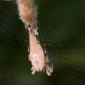 Arachnura higginsi at Dawson Street Gardens - 2 Mar 2024