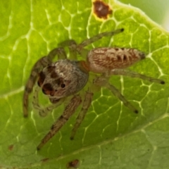 Opisthoncus grassator (Jumping spider) at Dawson Street Gardens - 2 Mar 2024 by Hejor1