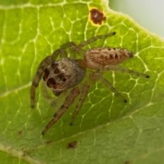 Opisthoncus grassator at Dawson Street Gardens - 2 Mar 2024