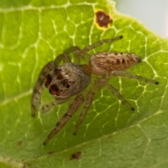 Opisthoncus grassator at Dawson Street Gardens - 2 Mar 2024