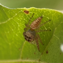 Opisthoncus grassator at Dawson Street Gardens - 2 Mar 2024 12:11 PM