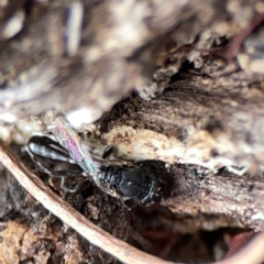 Sphecidae or Crabronidae (families) at Curtin, ACT - 2 Mar 2024 by Hejor1