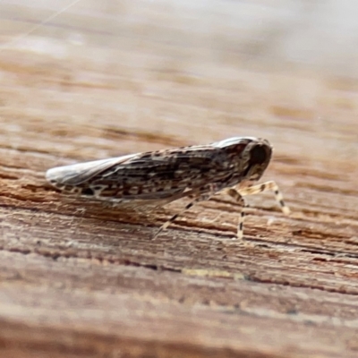 Plectoderini (tribe) (Planthopper) at Dawson Street Gardens - 2 Mar 2024 by Hejor1