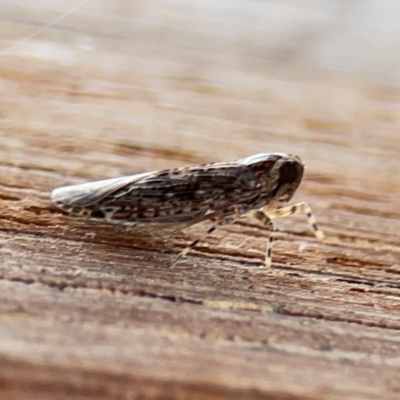 Stenocotis sp. (genus) at Dawson Street Gardens - 2 Mar 2024 by Hejor1