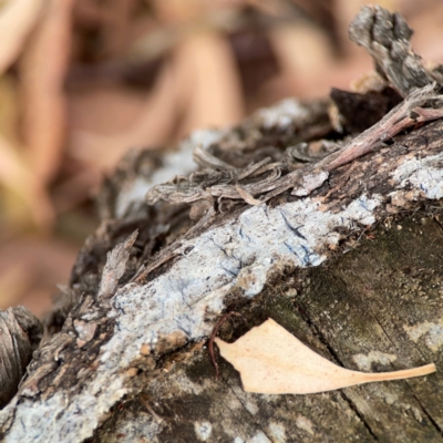 Unidentified Other non-black fungi  at Curtin, ACT - 2 Mar 2024 by Hejor1