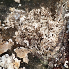 Polypore sp. at Dawson Street Gardens - 2 Mar 2024 by Hejor1