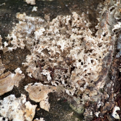 Polypore sp. at Dawson Street Gardens - 2 Mar 2024 by Hejor1