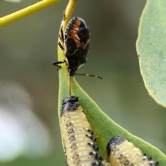 Oechalia schellenbergii (Spined Predatory Shield Bug) at Dawson Street Gardens - 2 Mar 2024 by Hejor1