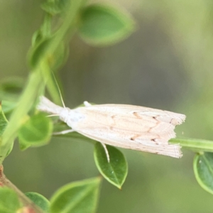 Culladia cuneiferellus at Dawson Street Gardens - 2 Mar 2024