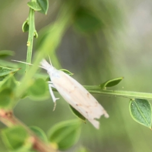 Culladia cuneiferellus at Dawson Street Gardens - 2 Mar 2024 12:59 PM