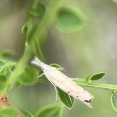 Culladia cuneiferellus at Dawson Street Gardens - 2 Mar 2024 12:59 PM