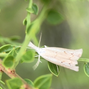 Culladia cuneiferellus at Dawson Street Gardens - 2 Mar 2024 12:59 PM