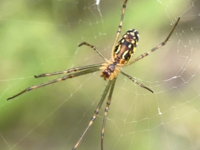 Leucauge dromedaria (Silver dromedary spider) at Dawson Street Gardens - 2 Mar 2024 by Hejor1