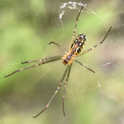 Leucauge dromedaria (Silver dromedary spider) at Dawson Street Gardens - 2 Mar 2024 by Hejor1