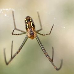 Leucauge dromedaria at Dawson Street Gardens - 2 Mar 2024