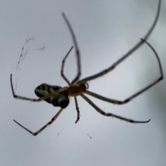 Leucauge dromedaria at Dawson Street Gardens - 2 Mar 2024