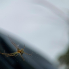 Leucauge dromedaria at Dawson Street Gardens - 2 Mar 2024