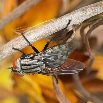 Sarcophagidae sp. (family) (Unidentified flesh fly) at Dawson Street Gardens - 2 Mar 2024 by Hejor1