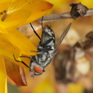 Sarcophagidae sp. (family) at Dawson Street Gardens - 2 Mar 2024