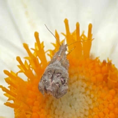 Tebenna micalis (Small Thistle Moth) at Dawson Street Gardens - 2 Mar 2024 by Hejor1