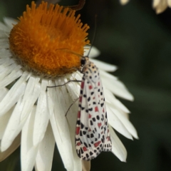 Utetheisa pulchelloides (Heliotrope Moth) at Dawson Street Gardens - 2 Mar 2024 by Hejor1