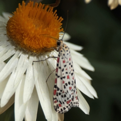 Utetheisa pulchelloides (Heliotrope Moth) at Dawson Street Gardens - 2 Mar 2024 by Hejor1