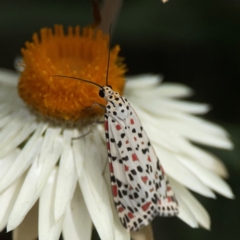 Utetheisa pulchelloides at Dawson Street Gardens - 2 Mar 2024