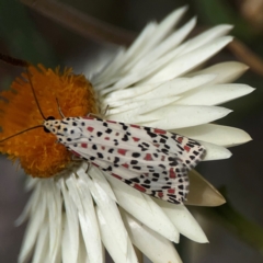 Utetheisa pulchelloides at Dawson Street Gardens - 2 Mar 2024